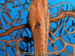 close-up of a trumpetfish at v.j.levels dive site in parg... by Victor J. Lasanta 